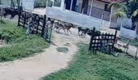 Vídeo: Criança salva primo de 5 anos de manada em Palmeira dos Índios