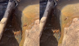 Cientistas brasileiros registram peixes raros “escalando” cachoeiras