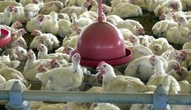 Gripe aviária: Brasil confirma dois focos e investiga seis casos
