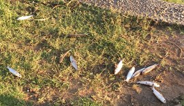 Aparecimento de peixes mortos na Lagoa da Anta é esclarecido pelo IMA