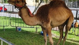 Candidato a deputado deferal expõe dromedário em praça de Maceió; veja