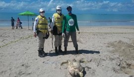 Tartarugas são encontradas mortas na Pajuçara