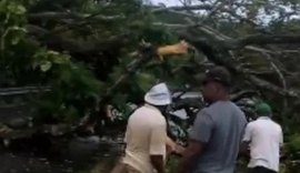 Queda de árvore complica tráfego na BR-316 em direção a Maceió