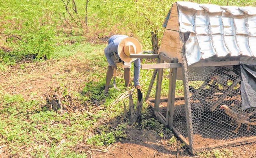 Projeto Sustentável: Tecnologias Agrícolas de Baixo Carbono chegam a região de Batalha-AL