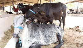 Mesmo com queda no rebanho, leite gera R$ 1,3 bilhão em Alagoas em 2024