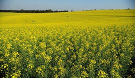Brasil passará a exportar sementes de canola para a África do Sul