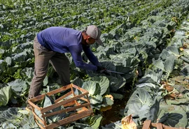 BNDES anuncia R$ 60 milhões para cooperativas de agricultura familiar produzirem bioinsumos