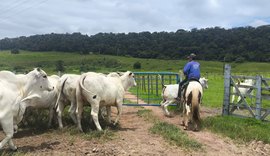 Genética Varrela traz Nelore PO com foco em eficiência de corte