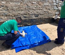 Pinguim é encontrado morto na praia de Riacho Doce, em Maceió