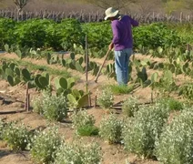 Previdência rural: apoio essencial ao agro garante sustento de milhões e movimenta economia no campo