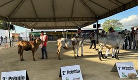 Genética refinada e força leiteira dominam a pista de julgamentos da 42ª Expo Bacia Leiteira