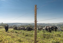 Alagoas tem se destacado na pecuária nordestina, que combina tradição com inovação para elevar produtividade