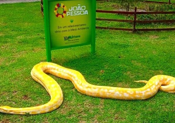 Cobra rara encontrada com autor de chacina de Arapiraca é levada para zoológico