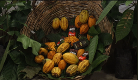 Consórcio de cacau com bananeira em Alagoas impulsiona produção sustentável