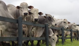 Agro Feira IBC 2025 oferta 60 touros e 15 novilhas Nelore PO dias 26 e 27 em Chã Preta-AL
