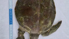 Tartaruga é resgatada com nadadeira quase amputada por lixo na Praia do Francês