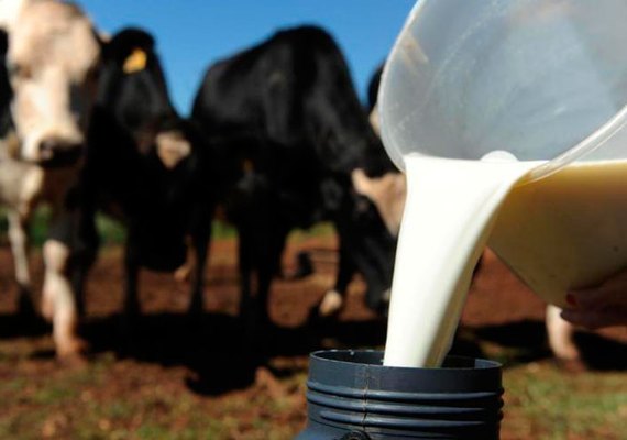 BNB lança programa para incrementar bovinocultura de leite em Alagoas