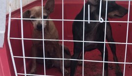 Três cachorros vítimas de maus-tratos são resgatados em Maceió