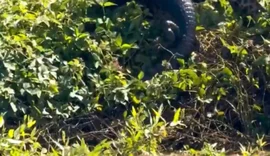 Vídeo: onça mergulha e captura jacaré em ataque impressionante