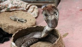 Menino de dois anos morde e mata cobra venenosa após ser atacado em casa