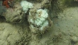 Pesquisadores registram branqueamento de corais na costa alagoana