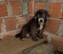 Cadela cega e com tumor é resgatada de maus-tratos em Maceió