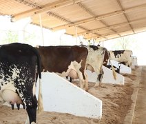 Mesmo com queda no rebanho, leite gera R$ 1,3 bilhão em Alagoas em 2024