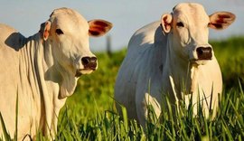 VÍDEO: saiba o que é inseminação artificial em tempo fixo em bovinos; processo também é feito em Alagoas