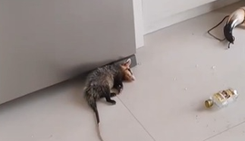 Moradora encontra gamba dormindo em sua cozinha e descobre o motivo: bebida