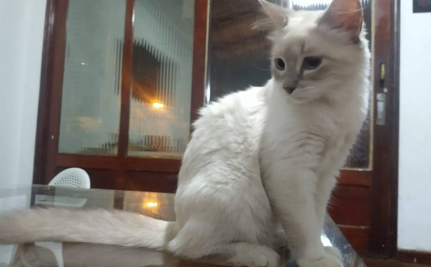 Brasil registra 1º caso de animal de estimação com covid-19