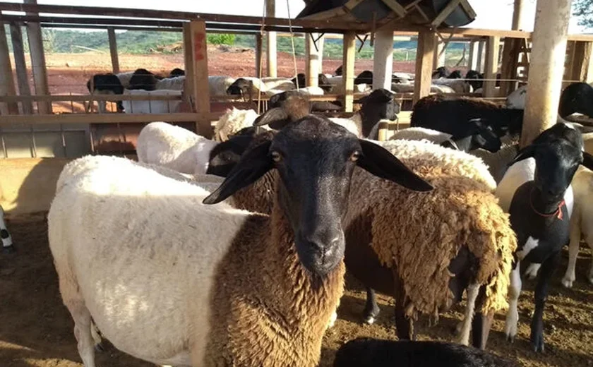 Embrapa aponta boas práticas na criação de caprinos e ovinos durante a pandemia