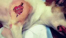 Governo sanciona lei que proíbe tatuagens e piercings em cães e gatos