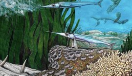 Espécie de peixe identificada por brasileiros viveu há 66 milhões de anos na Antártida
