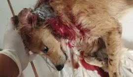 Cãozinho é brutalmente atacado por cães de rua; tutora pede ajuda para custear tratamento