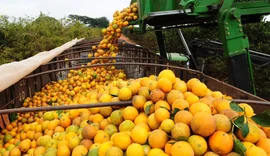 Exportações do agro brasileiro somam US$ 82 bi e reforçam superávit comercial