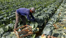 BNDES anuncia R$ 60 milhões para cooperativas de agricultura familiar produzirem bioinsumos