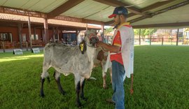Girolando em destaque: julgamento movimenta a 12ª Expoalagoas Genética em Maceió