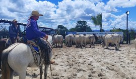 Santa Nazaré realiza 2º Leilão Excelência durante a Expoalagoas Genética nesta quinta, 15