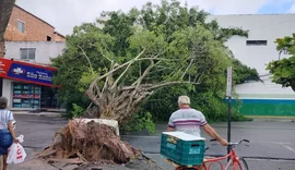 Via é interditada após queda de árvore em frente ao terminal de ônibus no Benedito Bentes