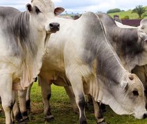 Agro Feira IBC abre temporada de negócios da pecuária em Alagoas