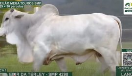 3º Mega Touros SMP atrai criadores de 12 estados e cresce 36%
