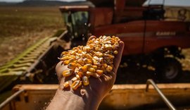 Conab anuncia a compra de 50 mil toneladas de milho em grãos