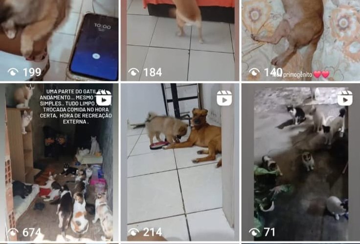Moradora de Recife pede apoio para resgatar cães e gatos em situação de abandono