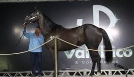Leilão Vale Rico abre pré-lance nesta sexta (25)