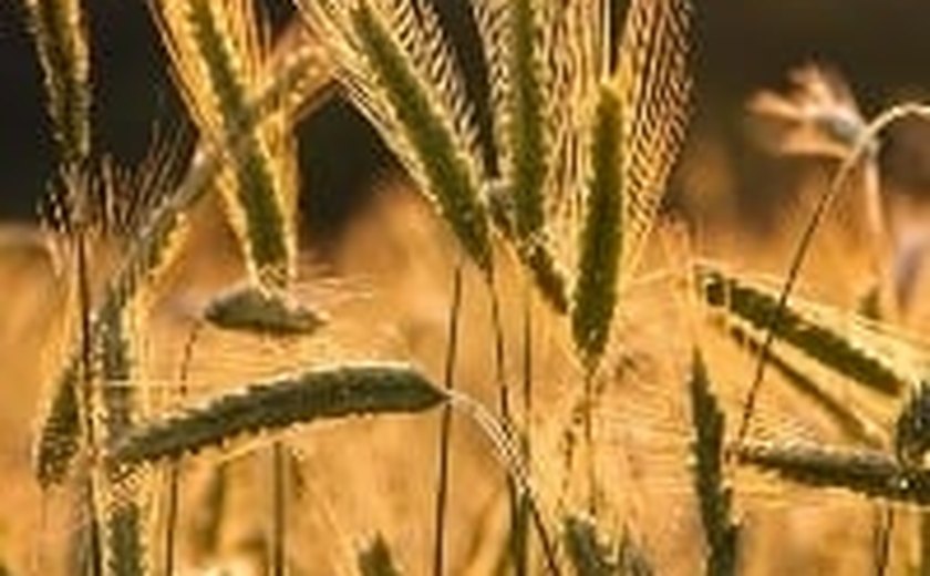 Culturas favoráveis ao inverno prometem grande produtividade
