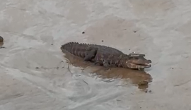 Vídeo: Jacaré é avistado por moradores em praia de Riacho Doce