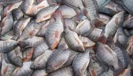 Projeto ensina reeducandos a cultivar tilápia em Alagoas