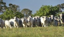 Boi gordo tem ritmo lento com feriado na próxima terça
