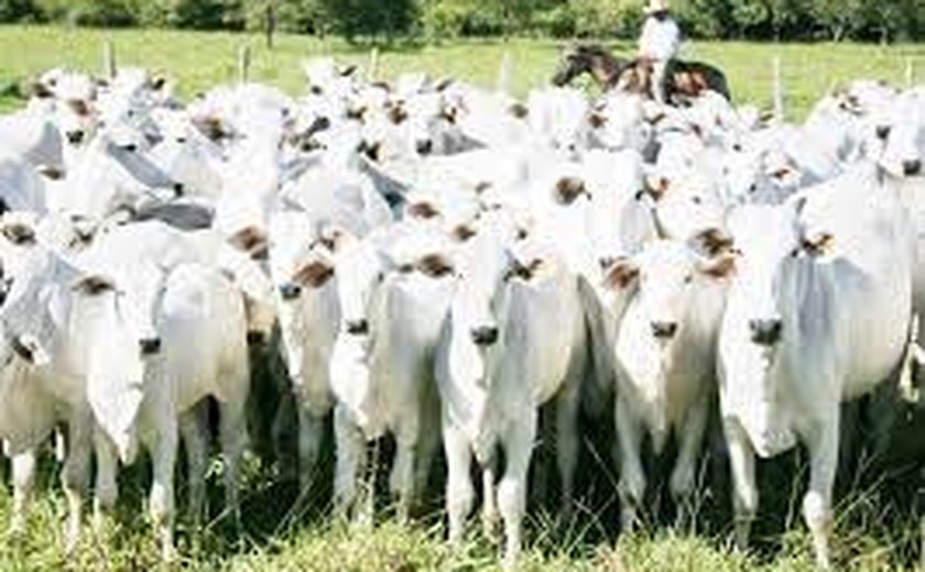 Rebanho bovino no Brasil é menor que o esperado, aponta estudo divulgado por associação