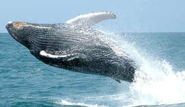 Turismo Responsável movimenta a economia e protege fauna marinha brasileira